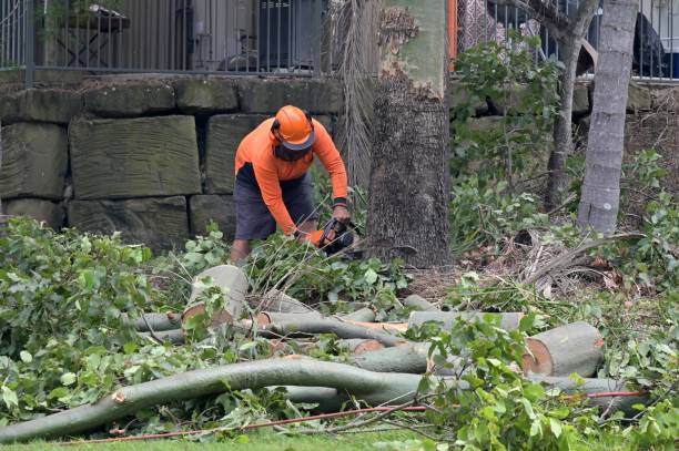 Best Tree Removal Near Me  in Caseyvle, IL